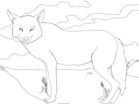 Golden Jackal Coloring Page